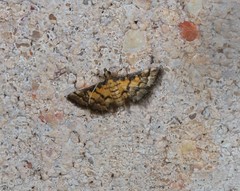 Metasia polytima