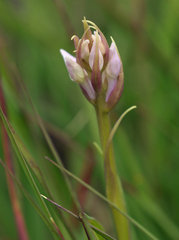 Dactylorhiza majalis sphagnicola