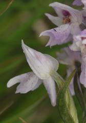 Dactylorhiza majalis sphagnicola