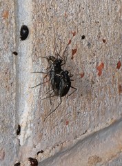 Myriochila semicincta