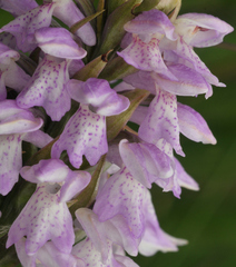 Dactylorhiza majalis sphagnicola