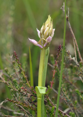 Dactylorhiza majalis sphagnicola