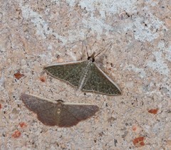 Myrmidonistis hoplora