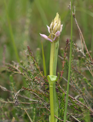 Dactylorhiza majalis sphagnicola