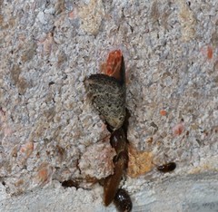 Narangodes