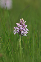 Dactylorhiza majalis sphagnicola