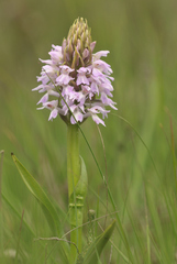 Dactylorhiza majalis sphagnicola