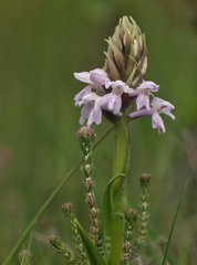 Dactylorhiza majalis sphagnicola