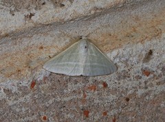 Oenochroma infantilis