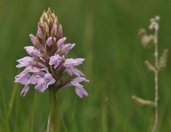 Dactylorhiza majalis sphagnicola