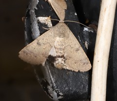 Pandesma submurina