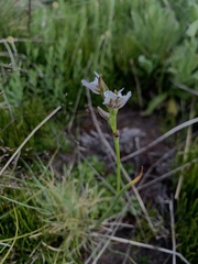 Prasophyllum suttonii