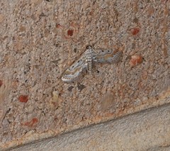 Parapoynx dentizonalis