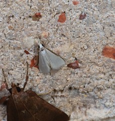 Patissa atricostalis