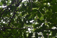 Molinaea alternifolia