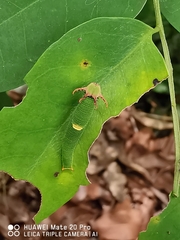 Polyura schreiber
