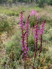 Stylidium montanum