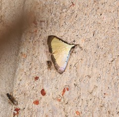 Pseudonoorda metalloma