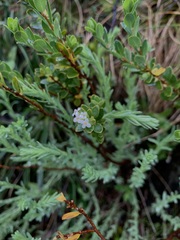Pimelea axiflora alpina