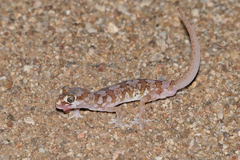 Pachydactylus latirostris