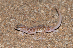 Pachydactylus latirostris