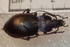 Carabus monticola
