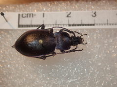Carabus monticola