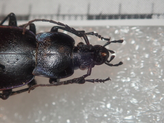 Carabus monticola