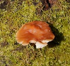 Collybia eucalyptorum