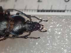 Carabus monticola