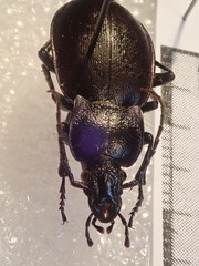 Carabus monticola