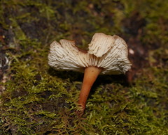Collybia eucalyptorum