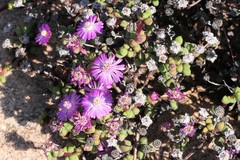 Schlechteranthus subglobosus