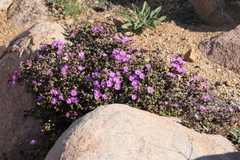 Schlechteranthus subglobosus