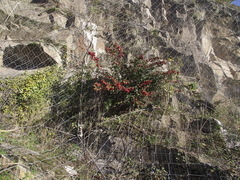 Magnoliopsida
