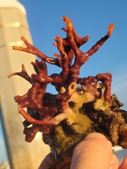 Schizoporella errata