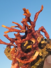 Schizoporella errata