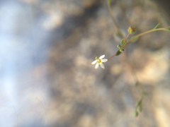 Nemacladus sigmoideus