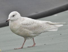 Larus glaucoides glaucoides