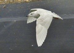 Larus glaucoides glaucoides