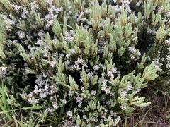 Acrothamnus montanus