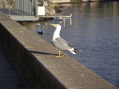 Larus michahellis