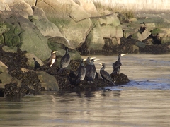 Phalacrocorax carbo