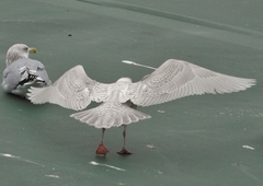Larus glaucoides glaucoides