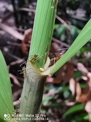Hypolycaena thecloides