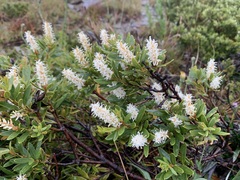 Orites lancifolius