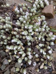 Ewartia nubigena