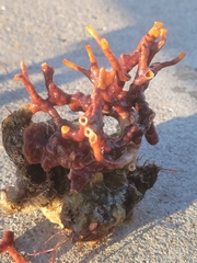 Schizoporella errata