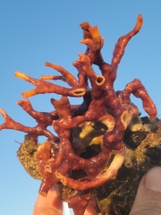 Schizoporella errata