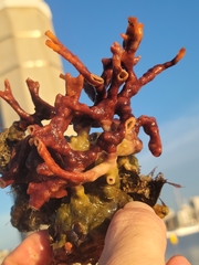 Schizoporella errata